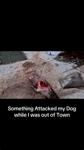 Something Attacked my Dog while I was gone this is Horrible idk what can do this #dogattacked #becareful #wolf #bobcat #mountainlion
