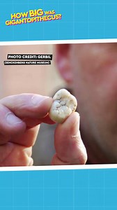 Size and facts about Gigantopithecus explained clearly