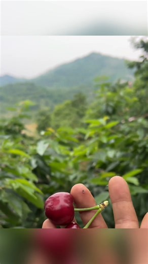 More young Chinese are returning to the countryside, using new tech and fresh ideas to reshape rural life. Tap to see what a day looks like for these “new farmers.” #LifeInProgress #YoungFarmers #RuralFun | Real Time China