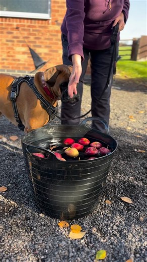 13 reactions · 3 comments | A little snippet from our exterior search area today! This find really put the dogs to the test - challenging their confidence and their commitment to odour. They absolutely smashed it  When you train with me, you’ve just got to learn to embrace the chaos 藍 | Sniff Happens | Facebook