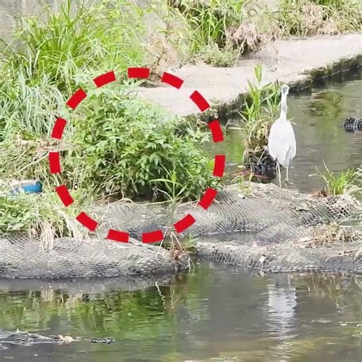 [Emergency] predator approaching baby duck [heron]