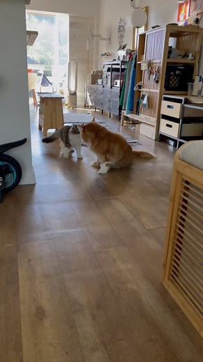 Who doesn’t enjoy a good friendly cat fight…Solomon is not innocent lol 😝 😈 | Samson the Cat aka Catstradamus