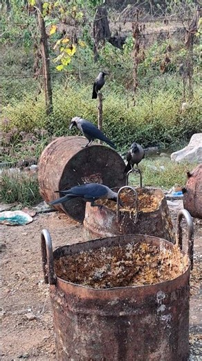 Crow voice 12 #animalsounds #birds #birdsounds #crow #crows #crowsounds #amazingfacts #shortvideo