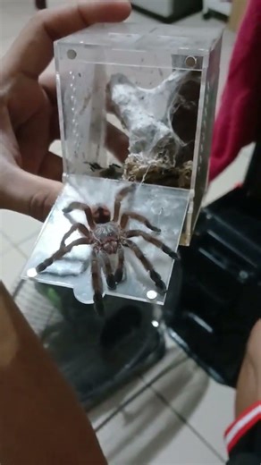 tarantula eats a cockroach