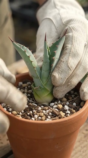 Agave Propagation 🌱 | Grow Agave from Offsets!#Agave #PlantPropagation #Gardening #Succulent#shorts