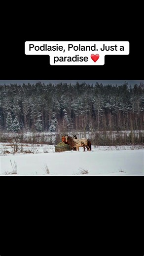 Podlasie, Poland. Just a paradise ❤️ #poland #winter #horses #beautiful #freeze