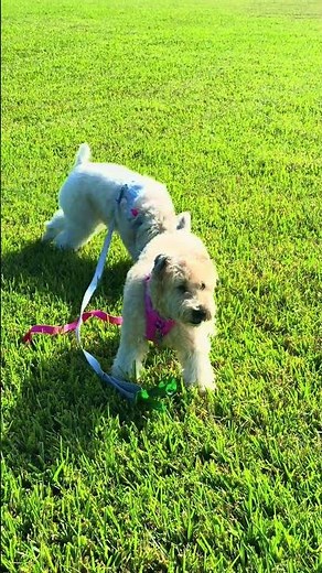 Pure Joy! Dogs Running FREE at The Ridges Park 🐕💨