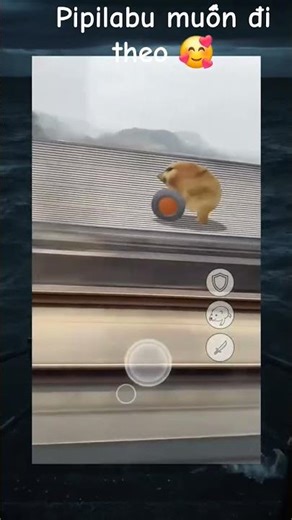 pipilabu muốn đi theo 🥰🥰 #memes #edit #trending #meme #xh #funny #trending #viralshort