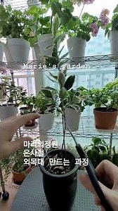 은사철 삽목둥이 외목대 만드는 과정#식물키우기 #임영웅 #나만믿어요