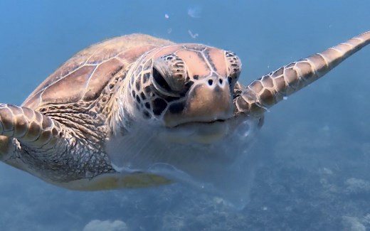 海龟吃水母！超近距离拍下全过程
