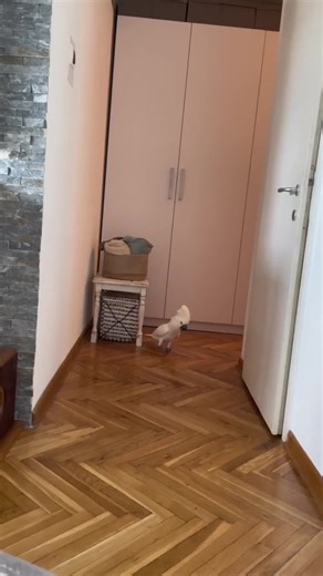 Dancing Cockatoos: Enjoy Their Fun Moves