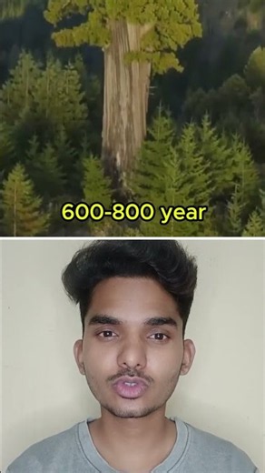 The World's Tallest Tree Is Hidden! #shorts #facts