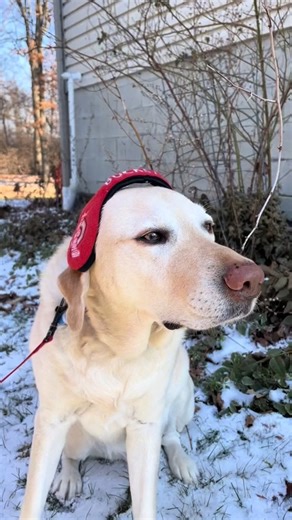 Shivering isn’t always “just cold.” 🐕❄️ Ashby is here to explain hypothermia, why it happens, and when it becomes a medical emergency. A quick lesson that could help keep you (and your best friend) safe this winter. | The Ohio State University Wexner Medical Center
