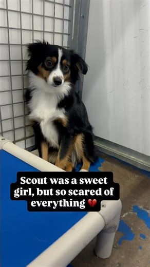 Scared mini Aussie learns to trust ❤️