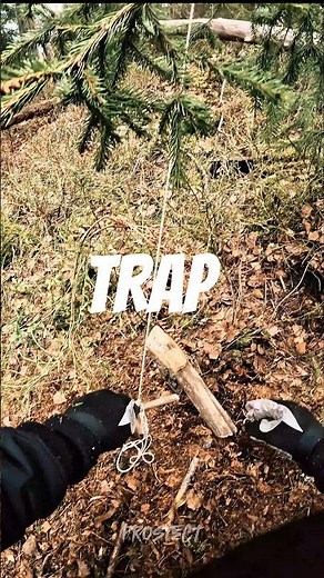 Trap #survival #trap #bushcraft