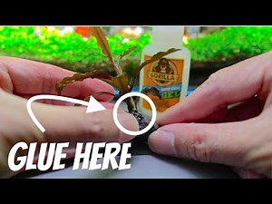 How To EASILY Propagate Bucephalandra And Anubias
