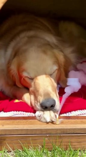 This Cat So Funny 🤣😍 #cat #catlovers | The BBQ Feed