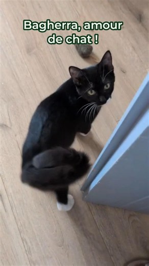 ADOPTER 💕 - BAGHERRA à l'adoption