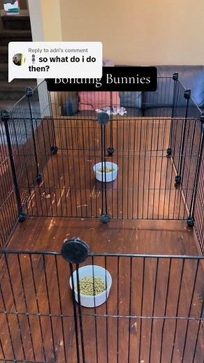 Bonding rabbits and bunnies is easier than you think. It’s just socializing animals one at a time. #rabbitbonding #bunnybonding #animalcrossing | Rabbit Pals