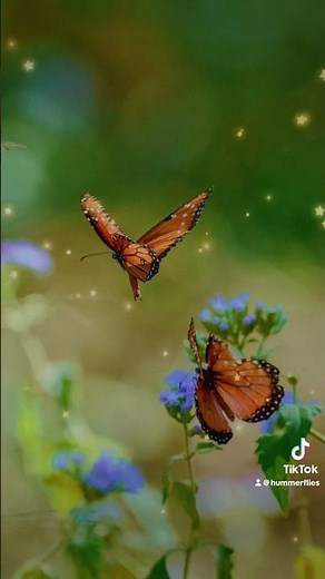 Queen’s courtship behavior called ‘hair-penciling’, releasing a scent & performing an aerial dance.