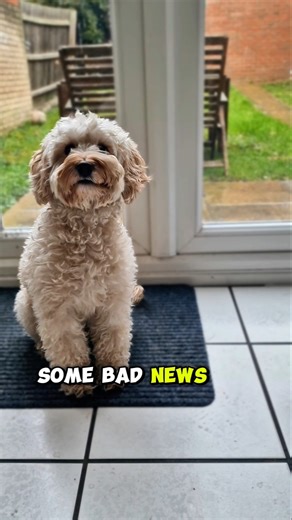 vets #cute #funny #dog #shorts #pets #cockapoo #remix