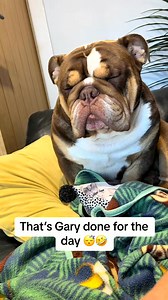 443K views · 14K reactions | The bulldog life ey #bulldogsoftiktok #garythebulldog2 #englishbulldog #englishbulldogs #garreeee #cuteface #tired #british #cute #sleepypuppy #toocute #funnybulldogs #chunkybaby #adorable | Gary thebulldog | Facebook