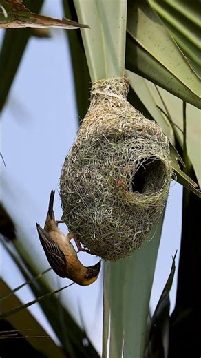 Weaver Bird Build Nest 🥰The Most Beautiful Bird Nest 0174#birdbuildnest