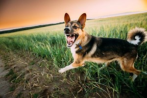 Compensation for Dog Attack Injuries: Who is Responsible? - Ardent Lawyers | Solicitors & Conveyancers
