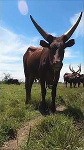Texas Longhorns: The Big-Horned Icons of the Lone Star State #Texas #TexasLonghorns #TexasHistory