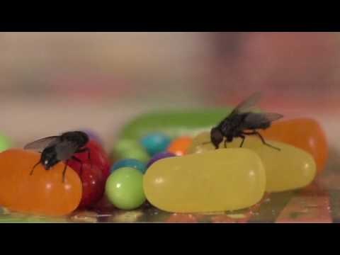 New! Bug-A-Salt Demonstration!