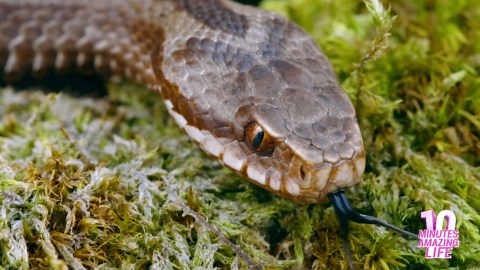 European Viper Resting on Moss