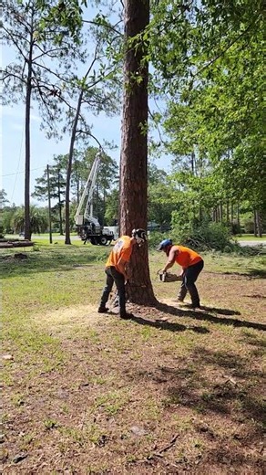 Wedging a 85 FOOT pine tree over!!! #Shorts #treeservice