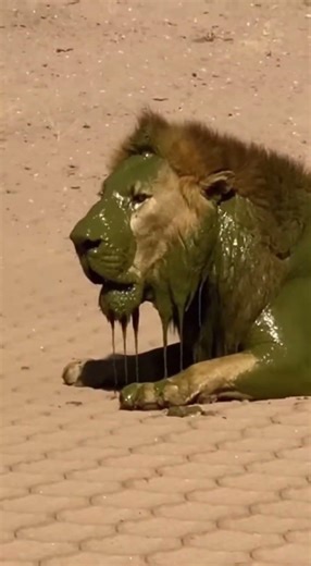 Lion Chases Buffalo Biting Tail - Gets SPRAYED - LAUNCHED - Vomits! 🤮
