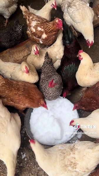 Calling for 2-3 feet of snow :/ #farms #homesteadtoktok #farmlife #homestead #farming