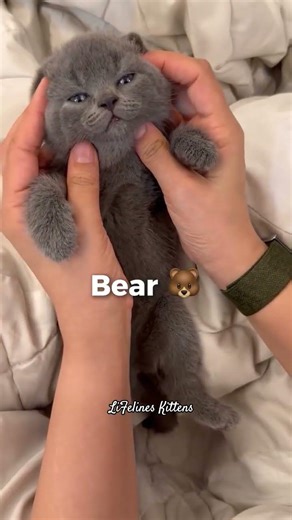 British Shorthair Cat in Chennai #forsale #britishshorthair #kitten #newdelhi #mumbai #bangalore