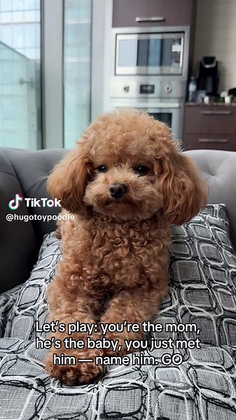Creative Names for Your Toy Poodle Puppy