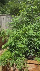 Comment PLANS to get my spring planting plans to show you how you should ACTUALLY plant up your garden this season! Tired of following all the rules and still feeling like your garden failed??? You’re not alone! Here’s why those plant spacing rules never seem to work for you 🤔 Those rules on the back of seed packets were made for FARMERS, not gardeners like you and me. I’m sharing my spring planting plans for FREE to show you exactly how I break all the rules, pack in the plants, and get a MASS