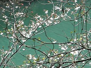 山桜 (Wild cherry tree) Video 01