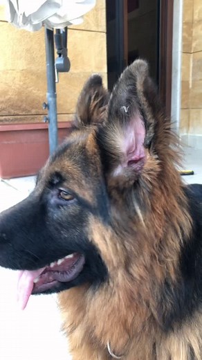 #dogs#dog#cutestdogs#puppystory#puppylove#puppy#puppysongs#puppydog#pet#doggo#lovedog#germanshepherd#funny#cutie#funnyvideos#funnytiktok#puppytiktok