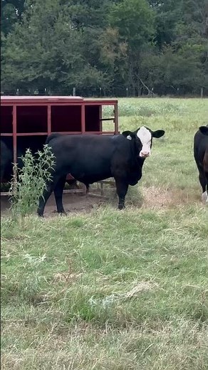 Creep Feeding Calves
