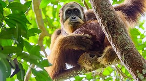 "Secret Lives of Orangutans" - A Netflix Documentary: Unprecedented Insights into Orangutans