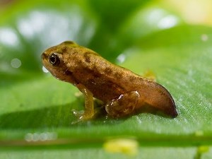 Frog spawn to froglet development
