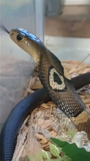 Brand New Corn Snakes for the collection