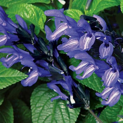 50 Black and Blue Salvia Seeds | Perennial Flower Seeds | Hummingbird Garden Plant