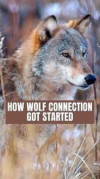 How wolf connection started