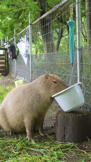 お行儀が良いカピバラ / A capybara that eats politely