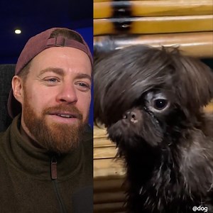 Try Not To Laugh (Emo Dog Edition) 😂 | Anto Sharp