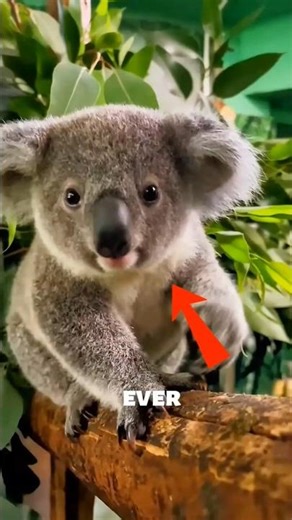 This Cute Koala Isn’t What You Think… 😳🐨
