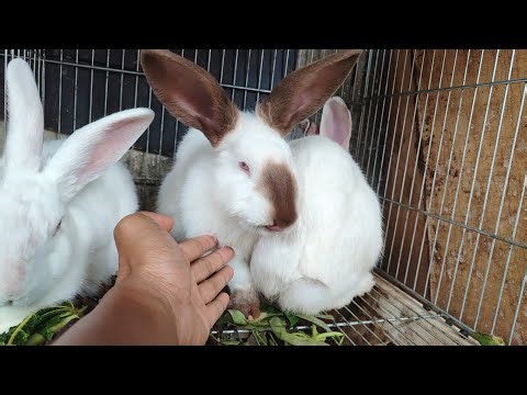 CEK JENIS KELINCI DAN HARGA KELINCI • PETERNAK KELINCI PEMULA 