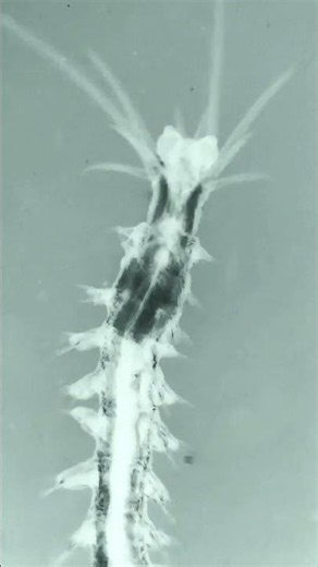 FACEMITES DEMODEX